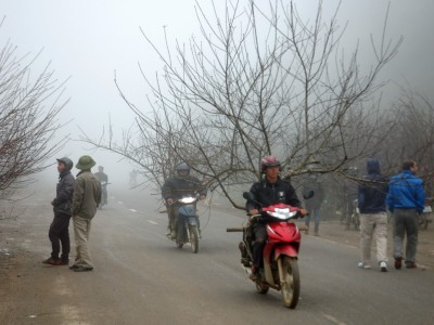 Tết thăm chợ đào rừng Lóng Luông